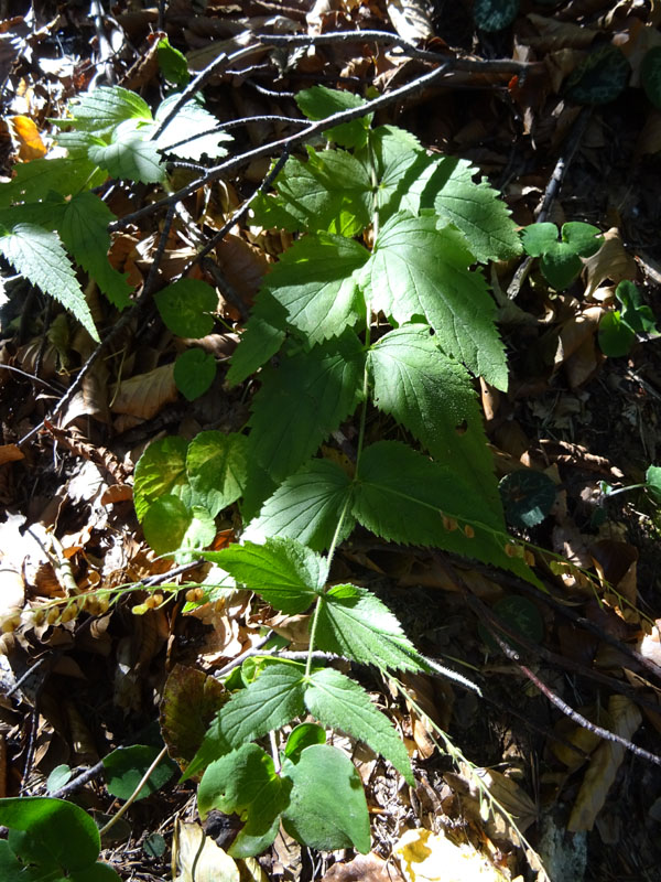 Veronica urticifolia - Plantaginaceae